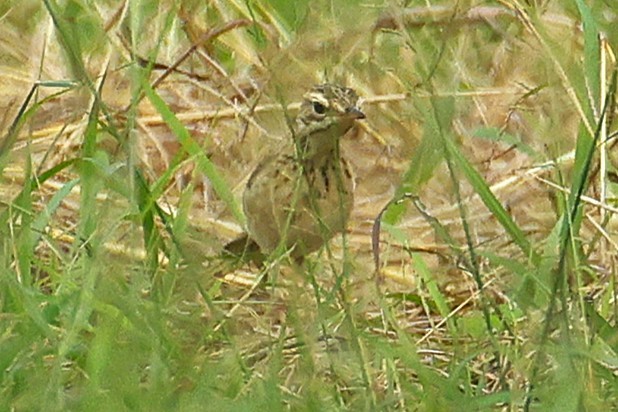 Richard's Pipit - ML645543480