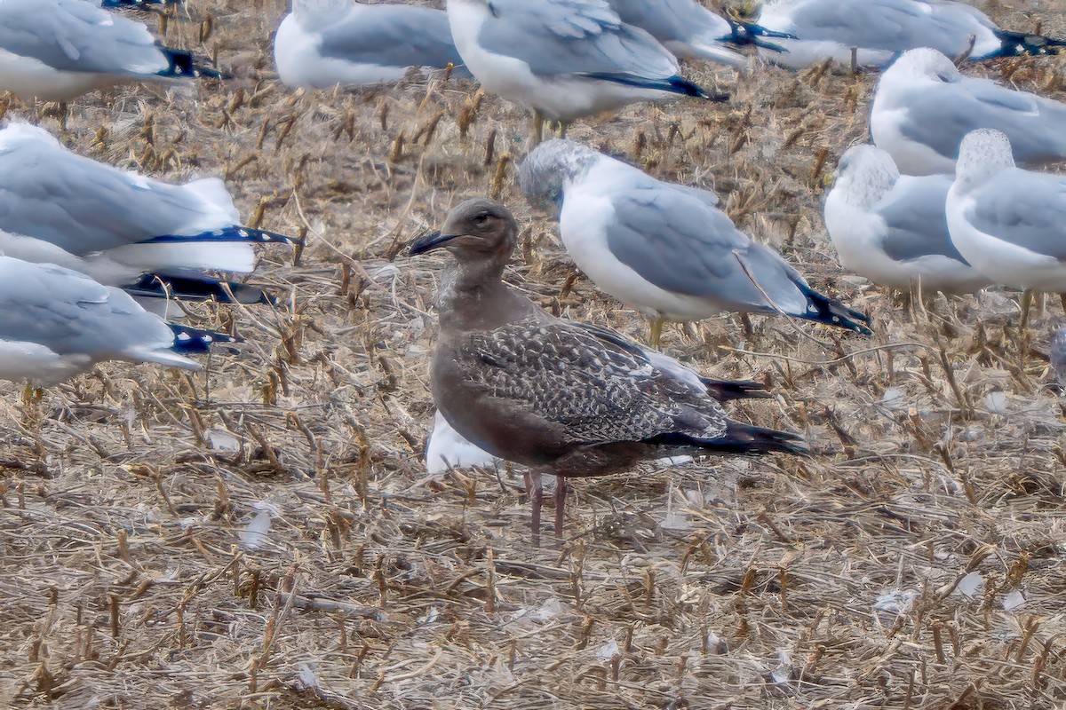 American Herring Gull - ML645543489