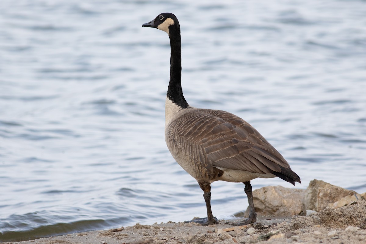 Canada Goose - ML645543503
