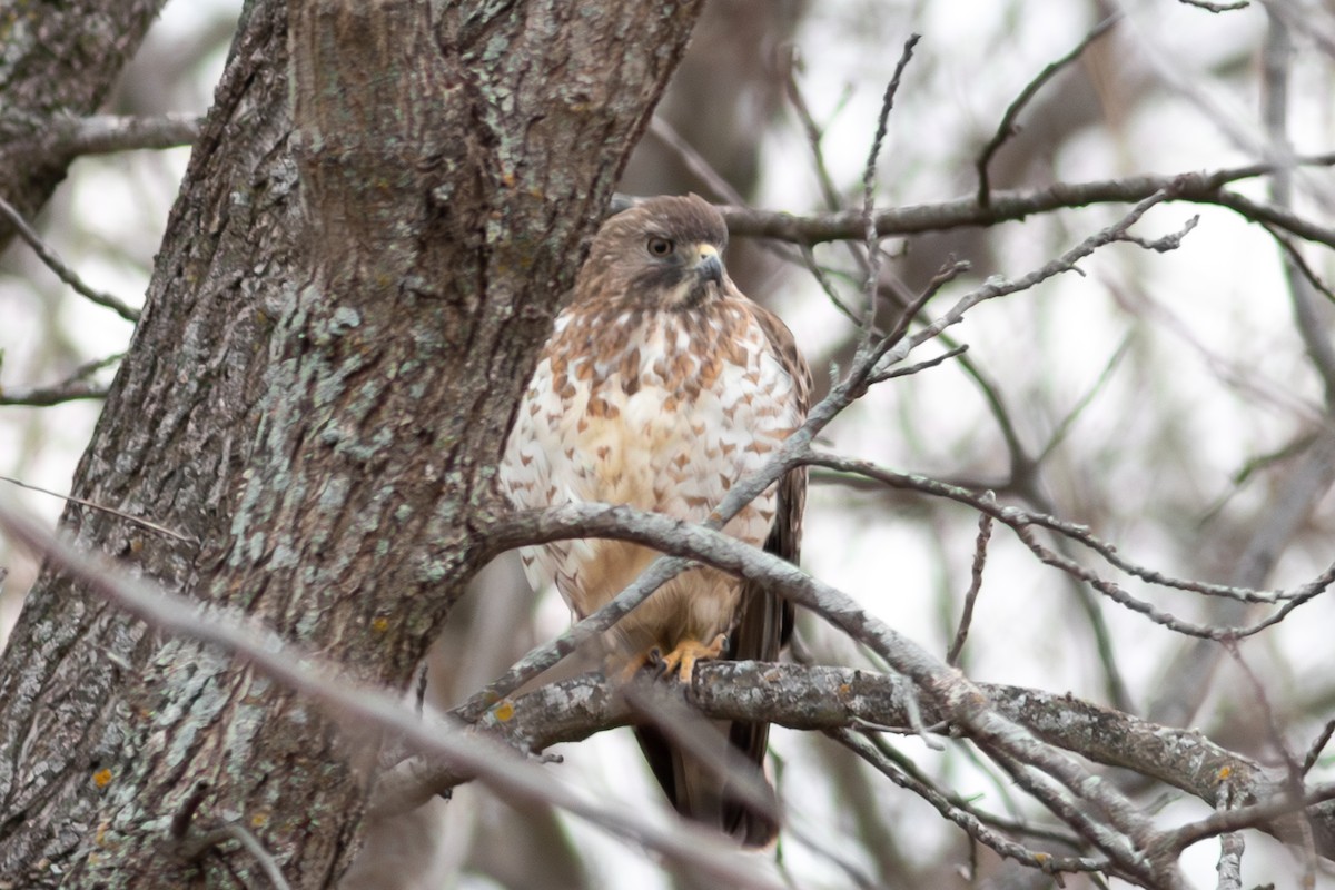 Broad-winged Hawk - ML645543534