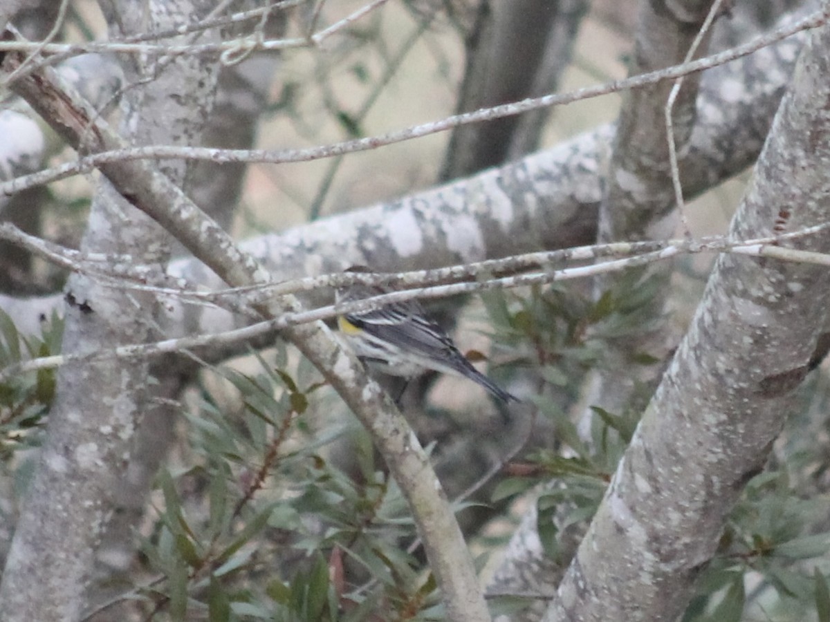 Yellow-rumped Warbler (Myrtle) - ML645543541