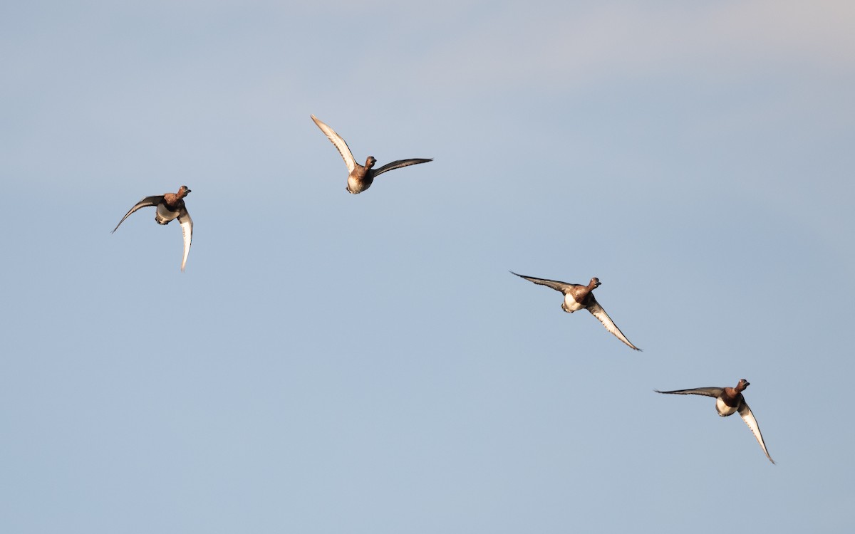 Ferruginous Duck - ML645543543