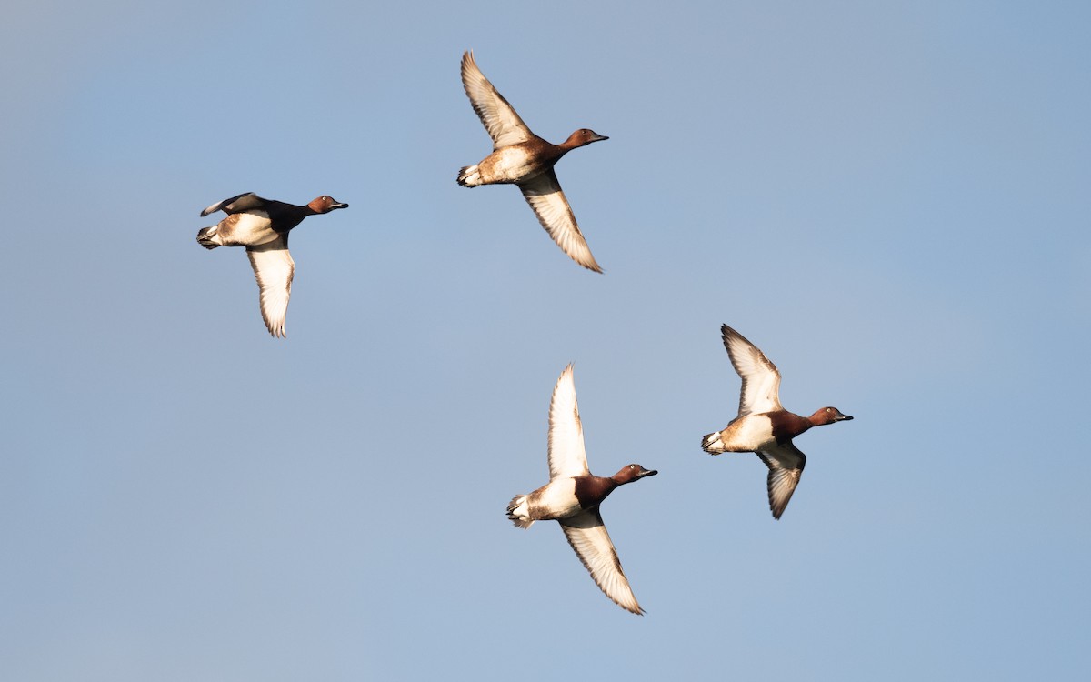 Ferruginous Duck - ML645543544