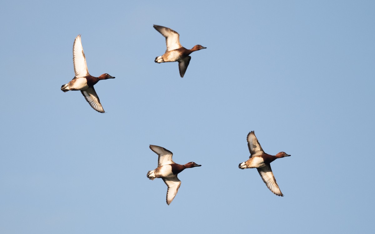 Ferruginous Duck - ML645543545