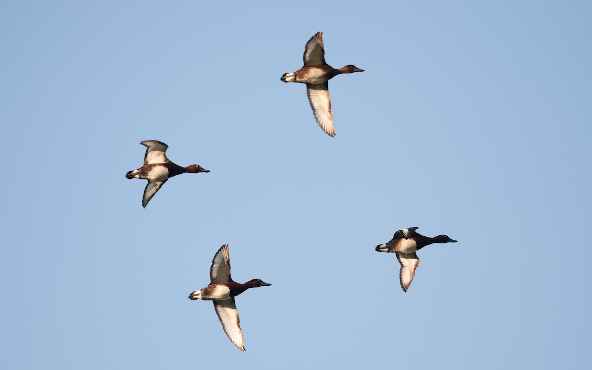 Ferruginous Duck - ML645543546