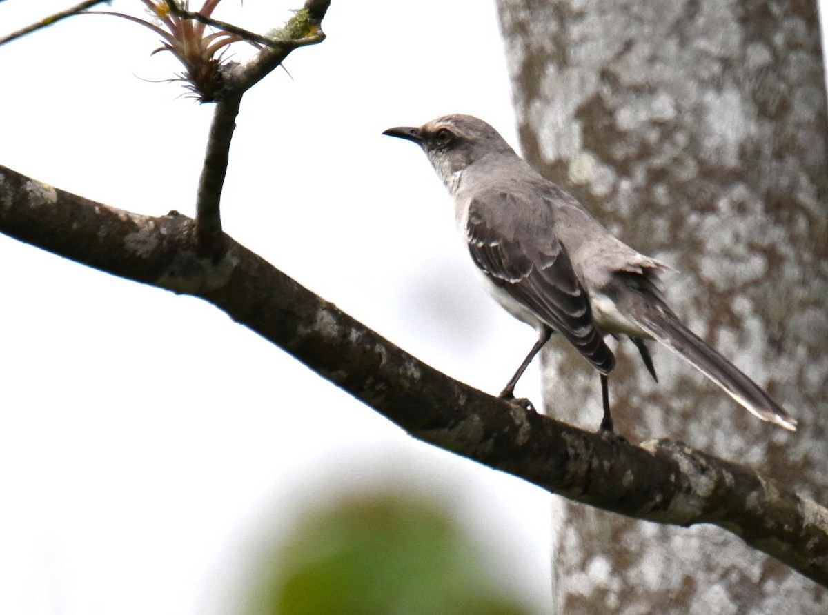 Tropikal Taklitçi - ML645543549