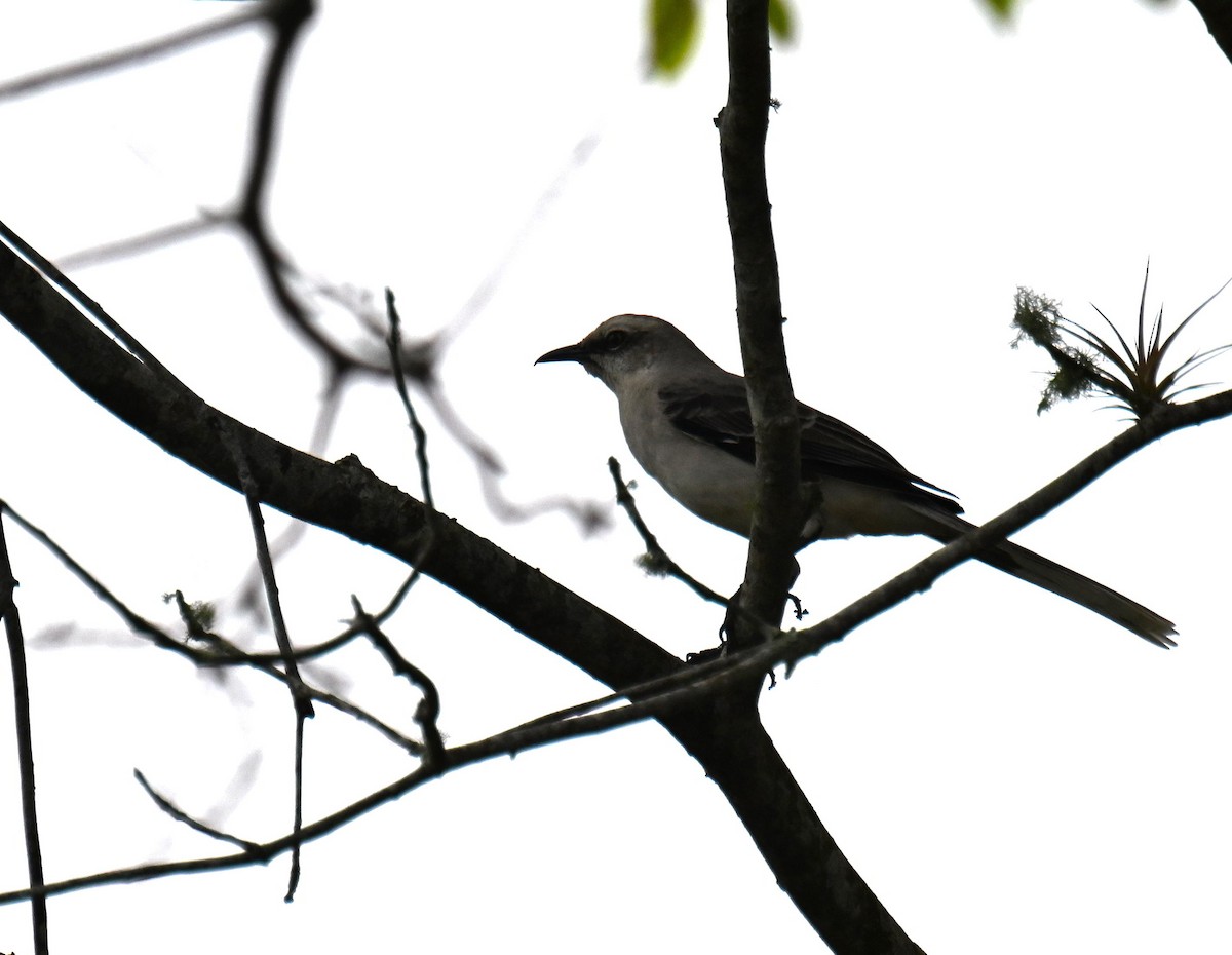 Tropikal Taklitçi - ML645543550