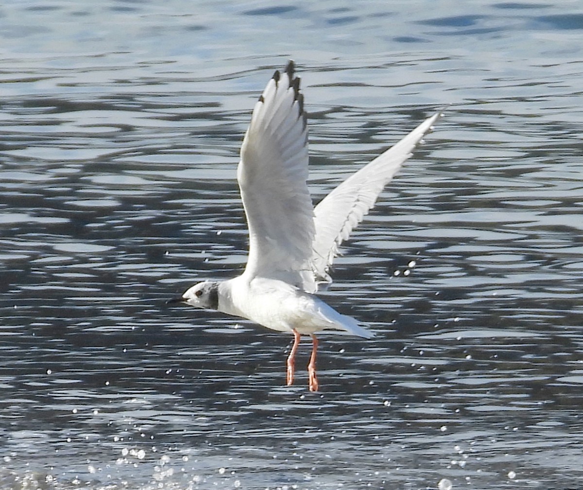 Gaviota de Bonaparte - ML645543552