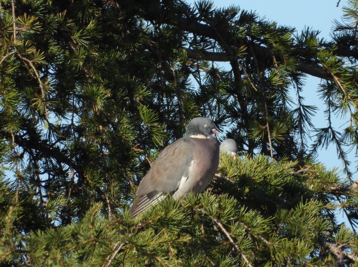 Paloma Torcaz - ML645543553