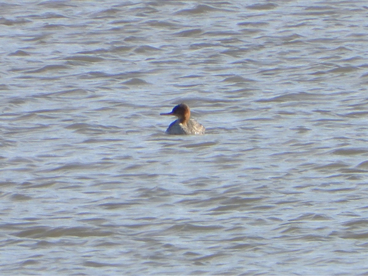 Serreta Mediana - ML645543554