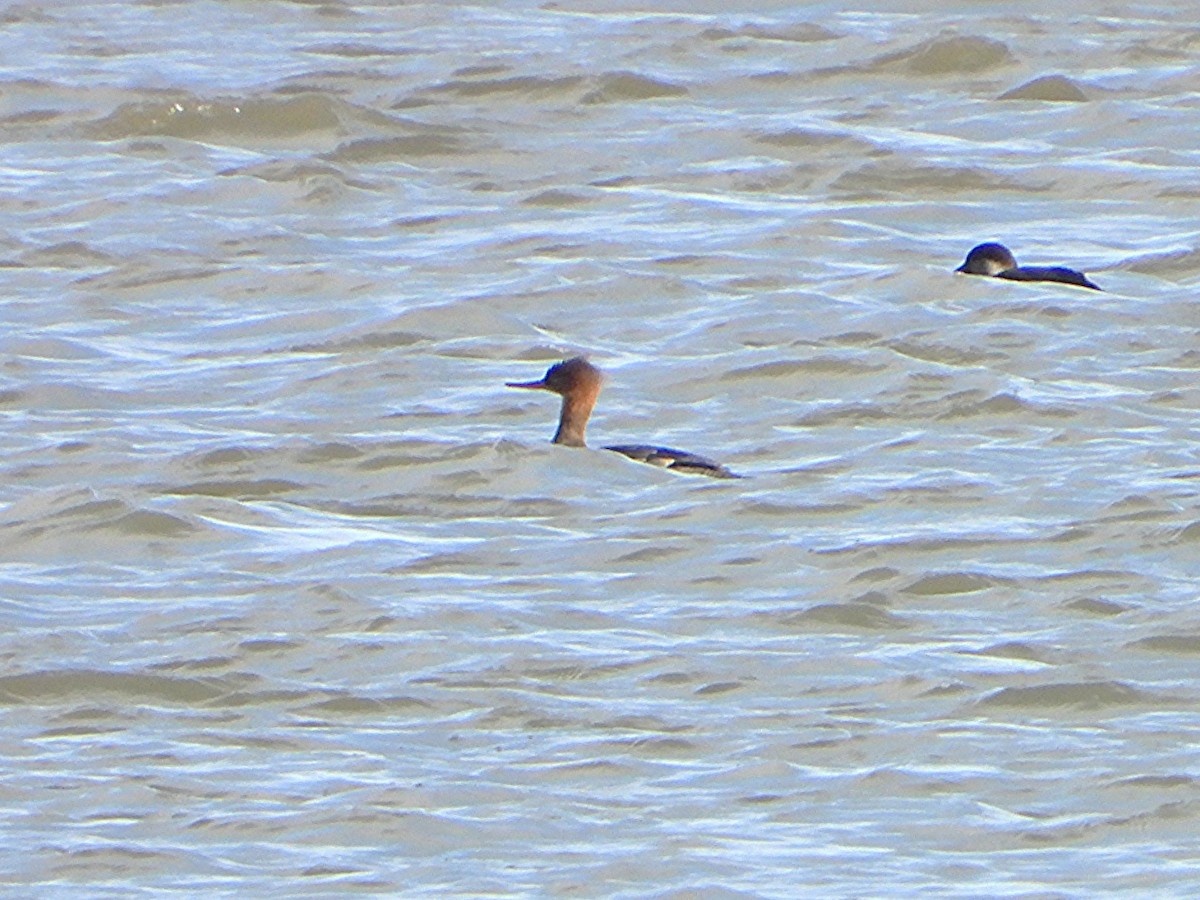 Serreta Mediana - ML645543555