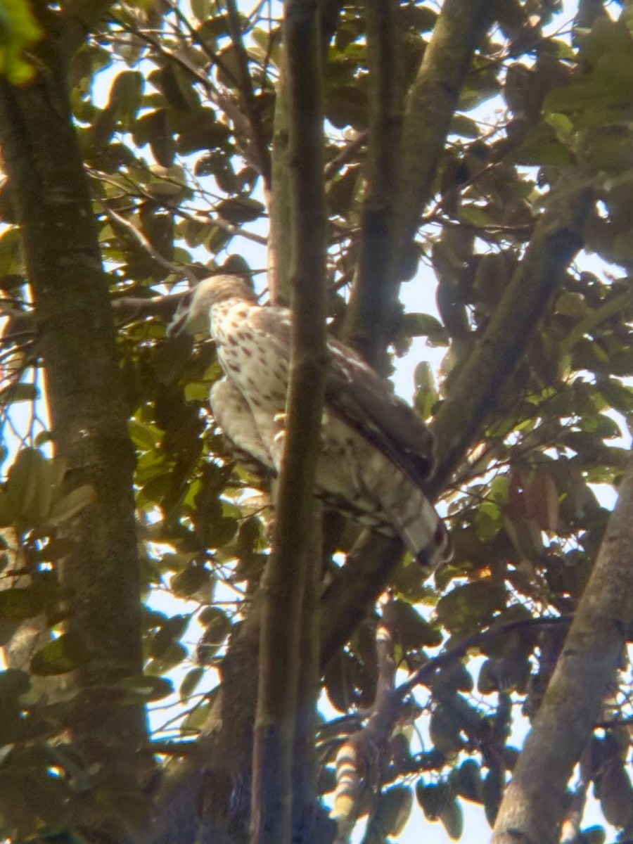 Águila Variable - ML645543561