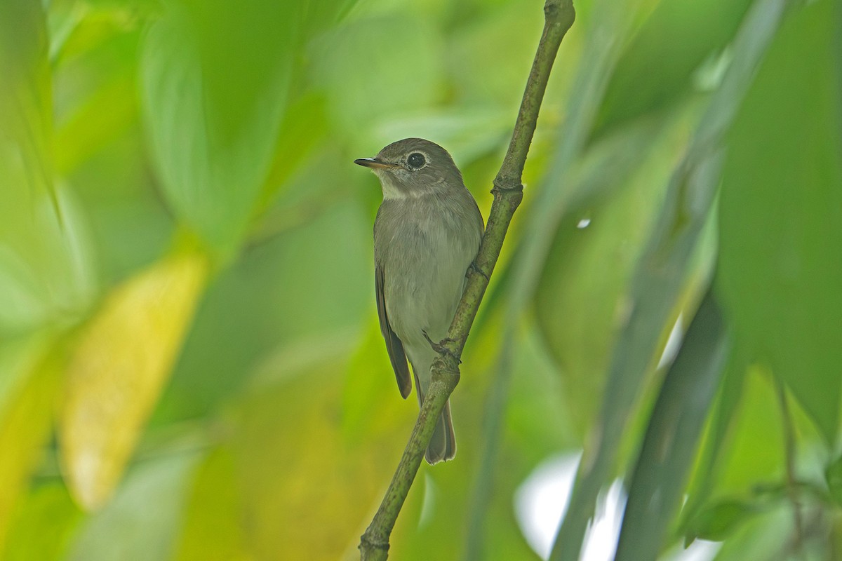 Papamoscas Pardo Asiático - ML645543562