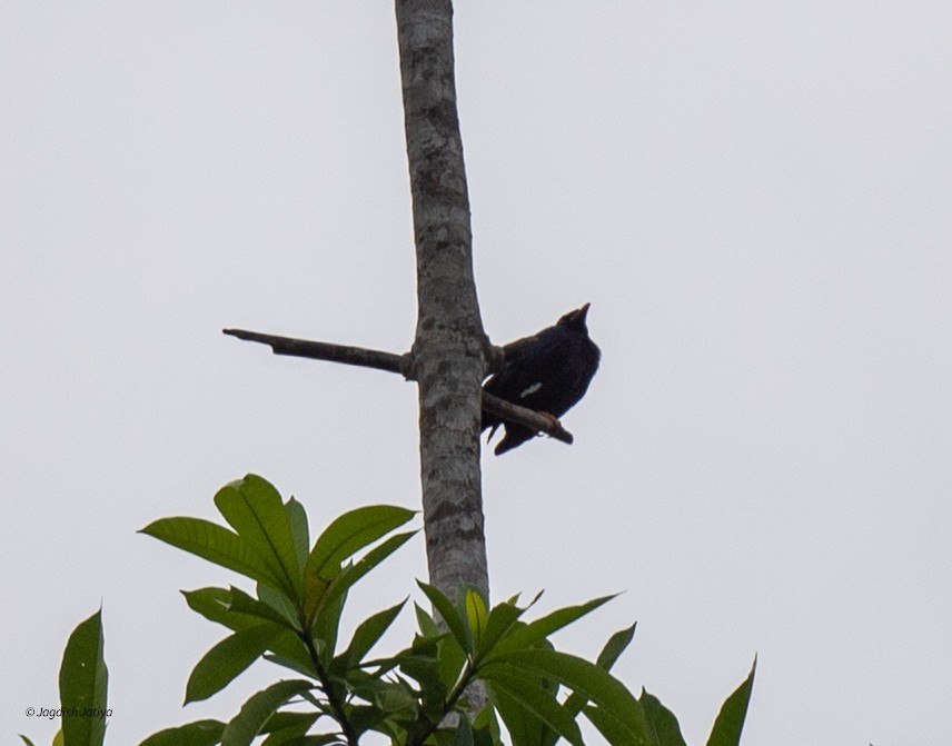 Miná Cingalés - ML645543564