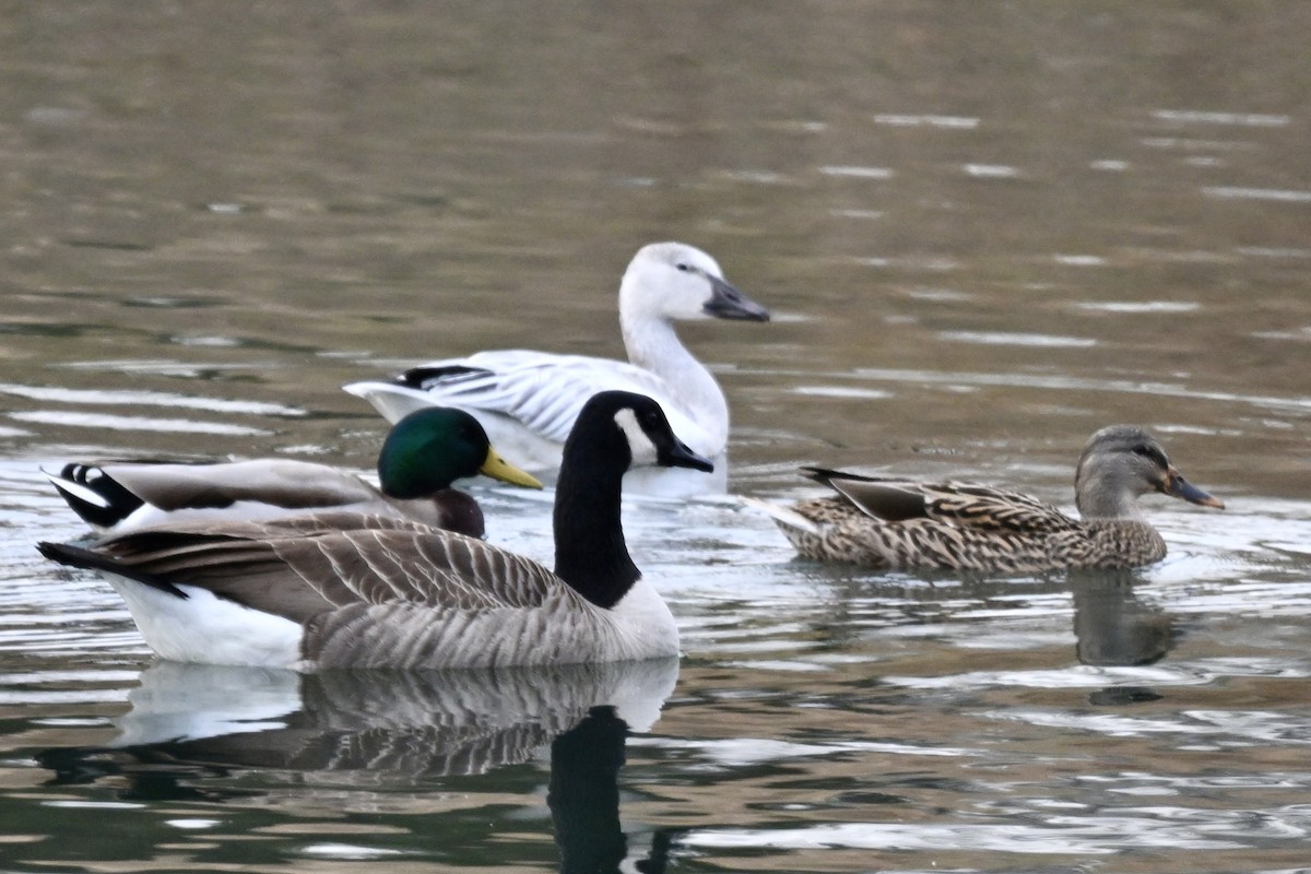 Ánsar Nival - ML645543567