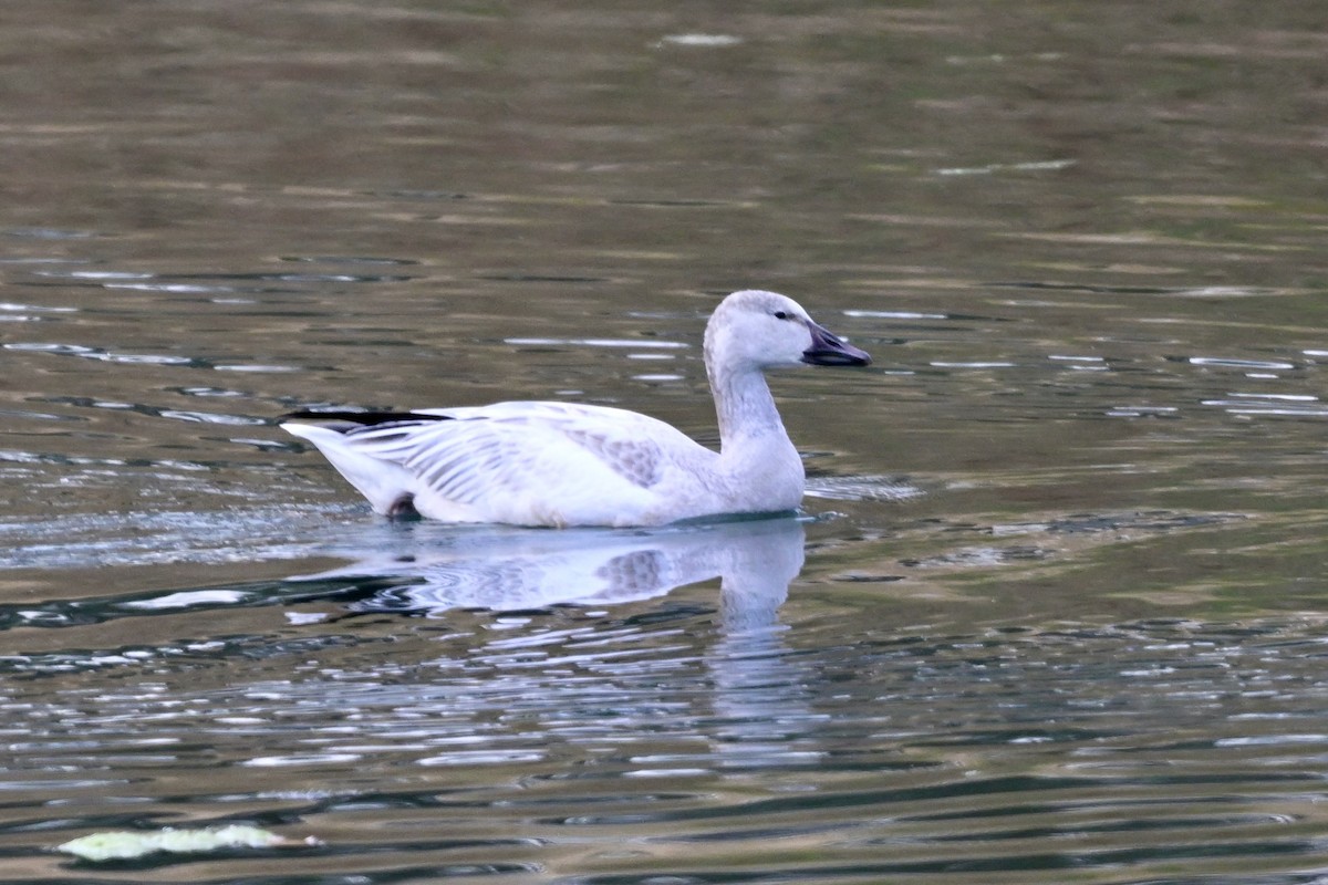 Ánsar Nival - ML645543568