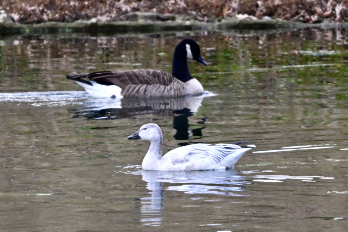 Ánsar Nival - ML645543570