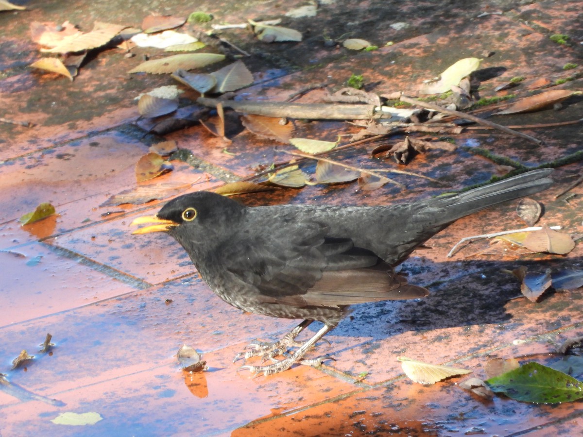 Mirlo Común - ML645543572