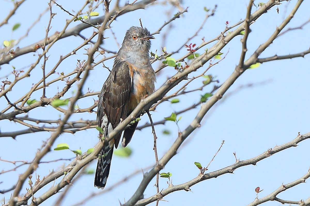 Plaintive Cuckoo - ML645543574