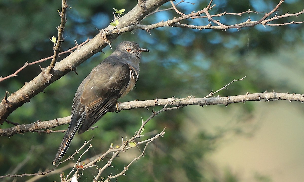 Plaintive Cuckoo - ML645543575