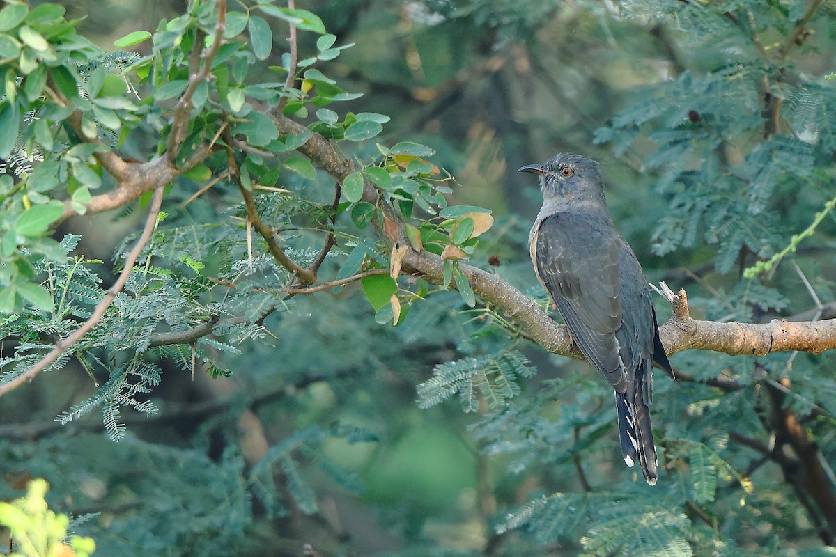 Plaintive Cuckoo - ML645543576
