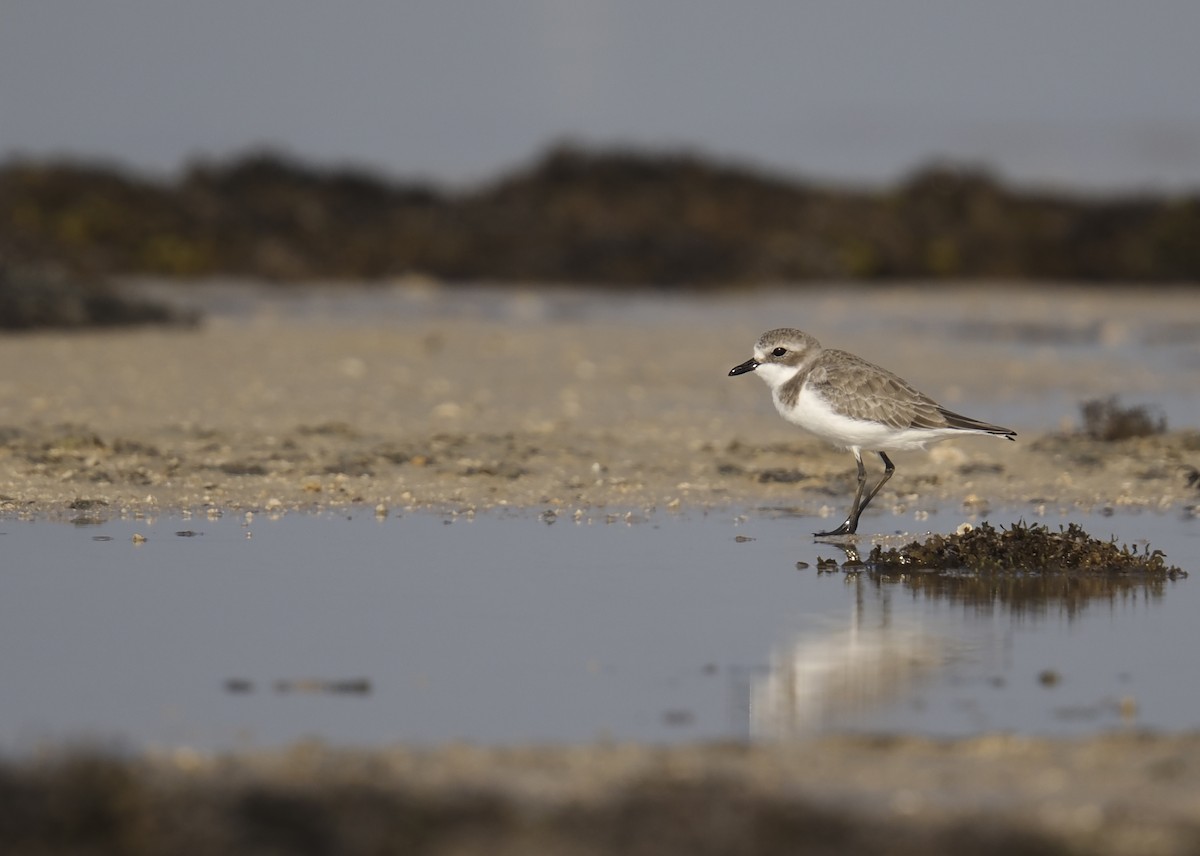 Tibet Cılıbıtı - ML645543578