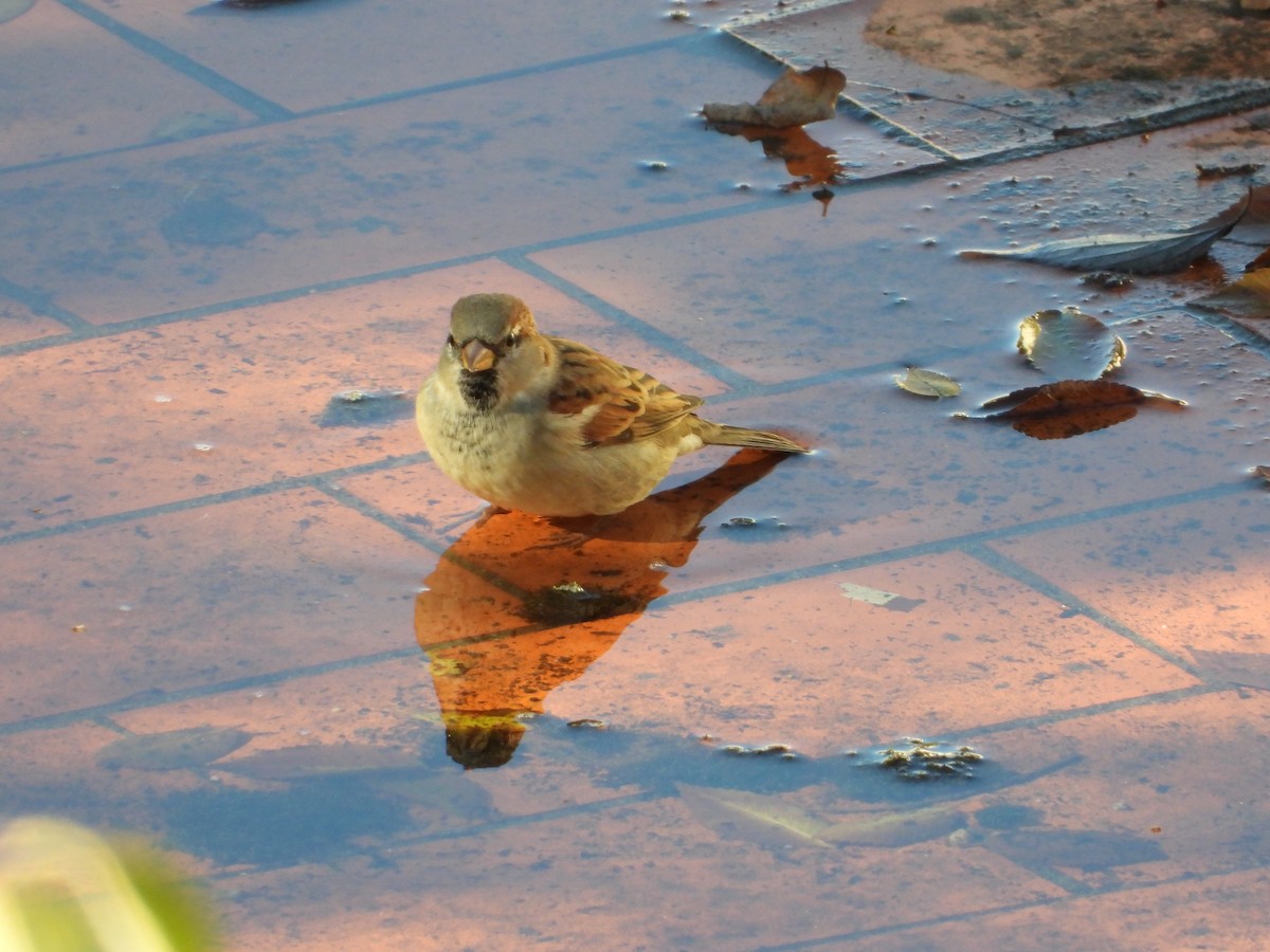 Gorrión Común - ML645543581