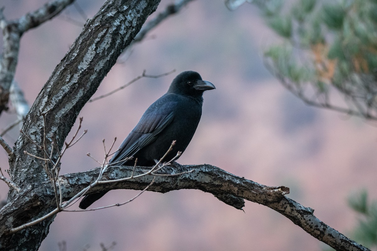 Cuervo Picudo - ML645543582