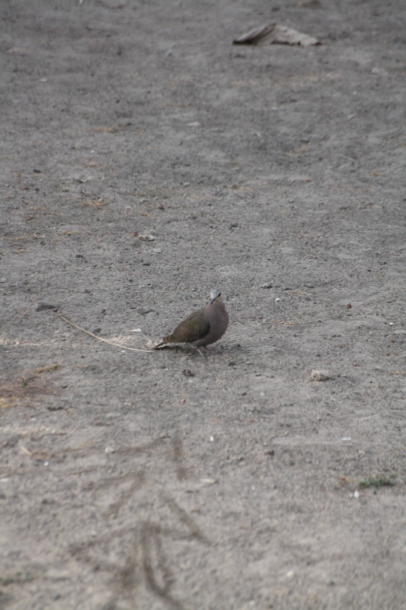 Tórtola Ojirroja - ML645543585