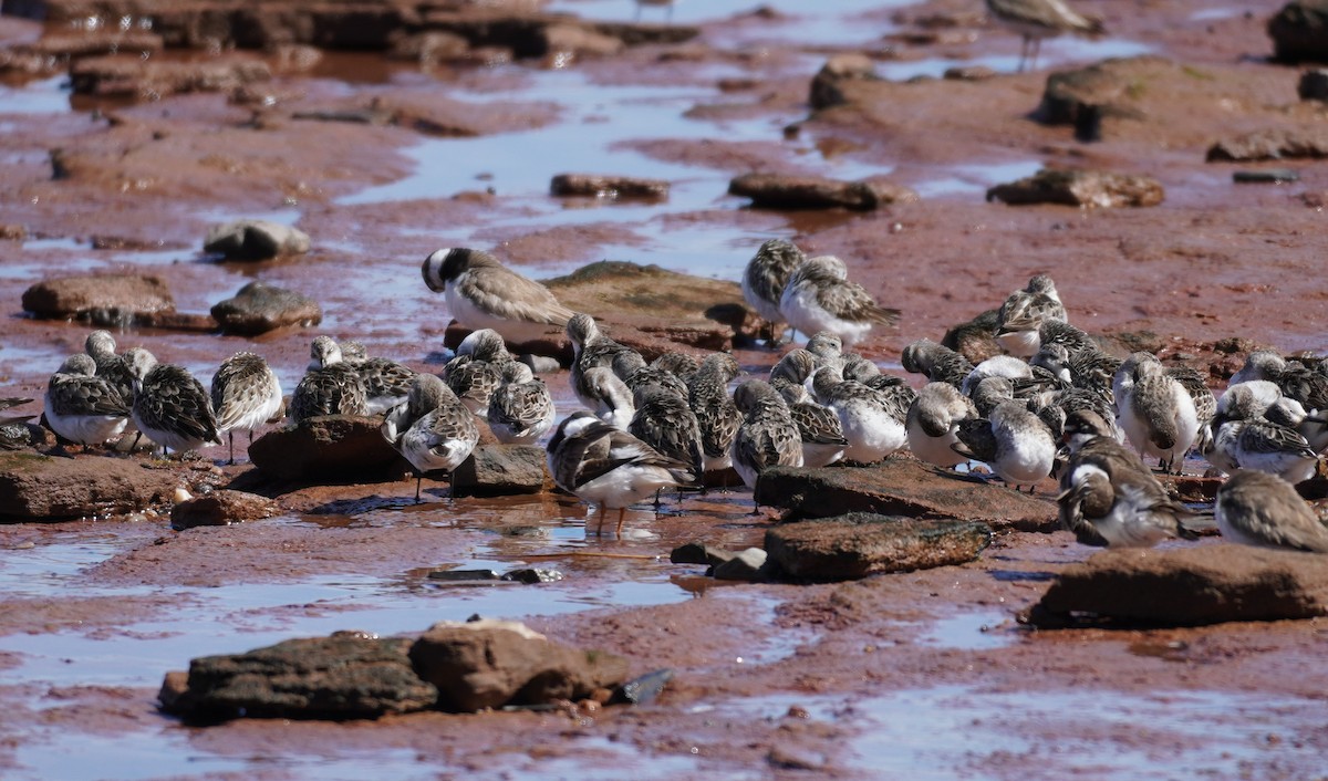 Correlimos Semipalmeado - ML645543586