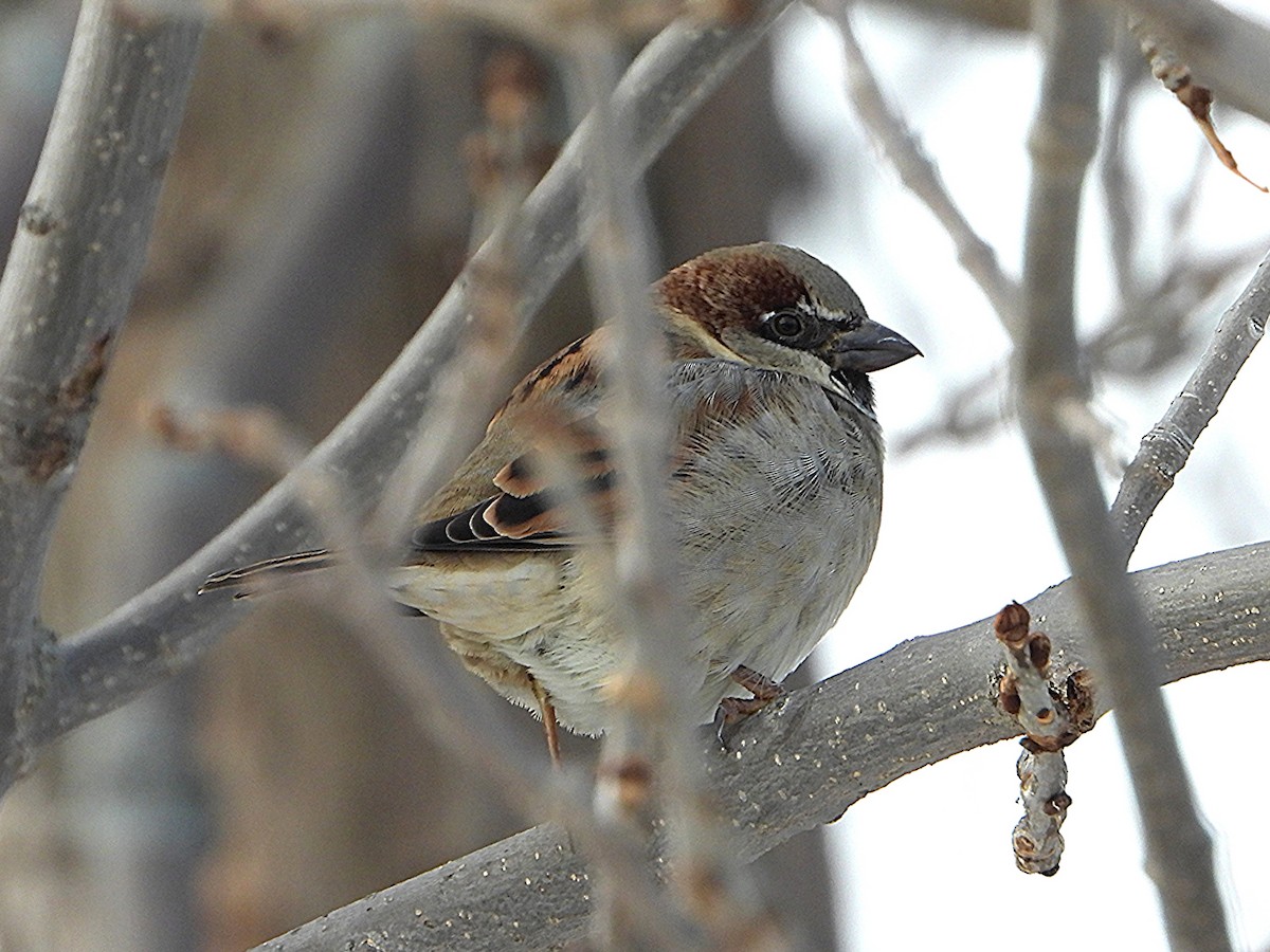 Gorrión Común - ML645543588