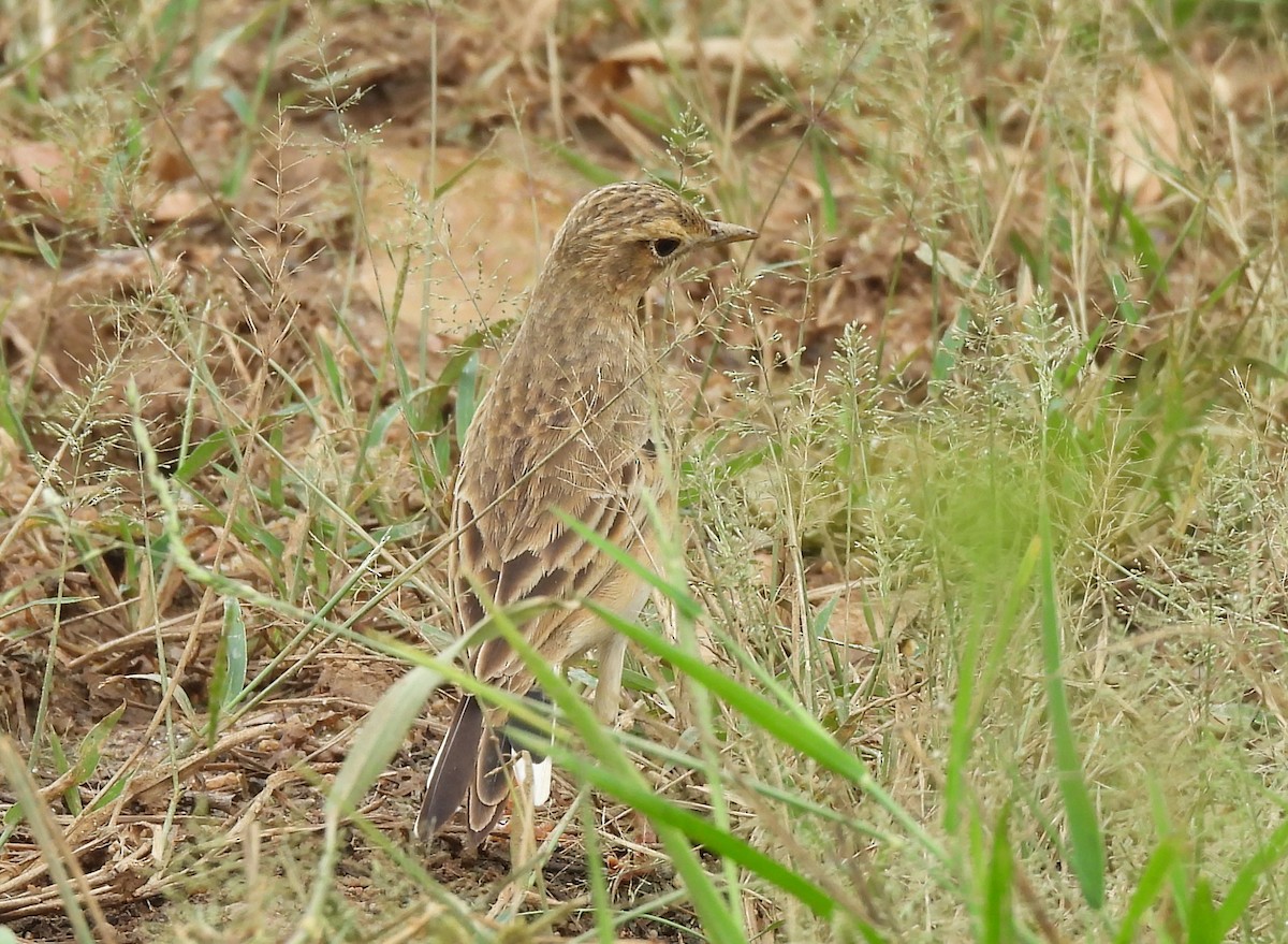 Bisbita Oriental - ML645543589