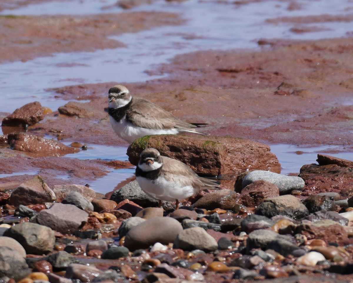 Chorlitejo Semipalmeado - ML645543590