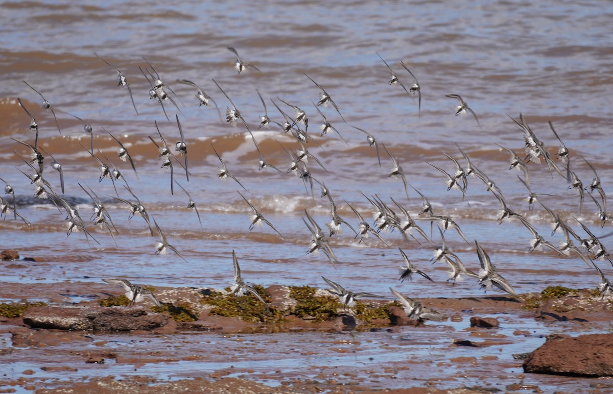 Correlimos Culiblanco - ML645543591
