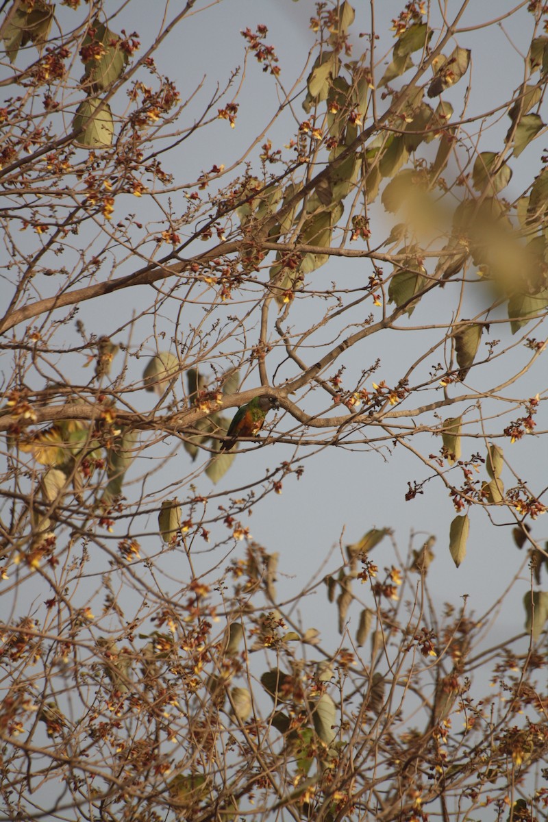 Lorito Senegalés - ML645543592