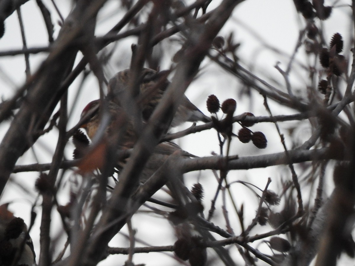 Pardillo Sizerín - ML645543593