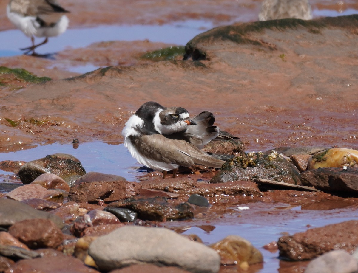 Chorlitejo Semipalmeado - ML645543594