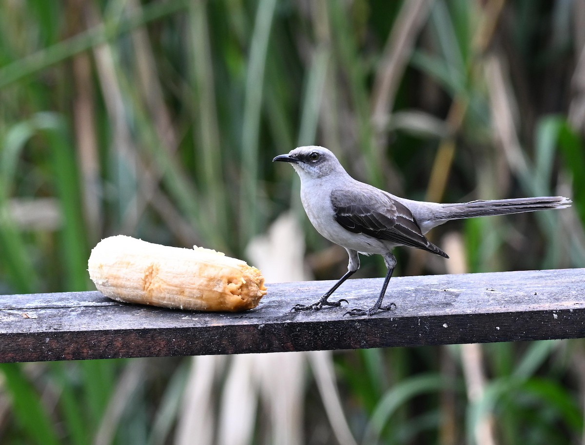 Tropikal Taklitçi - ML645543596