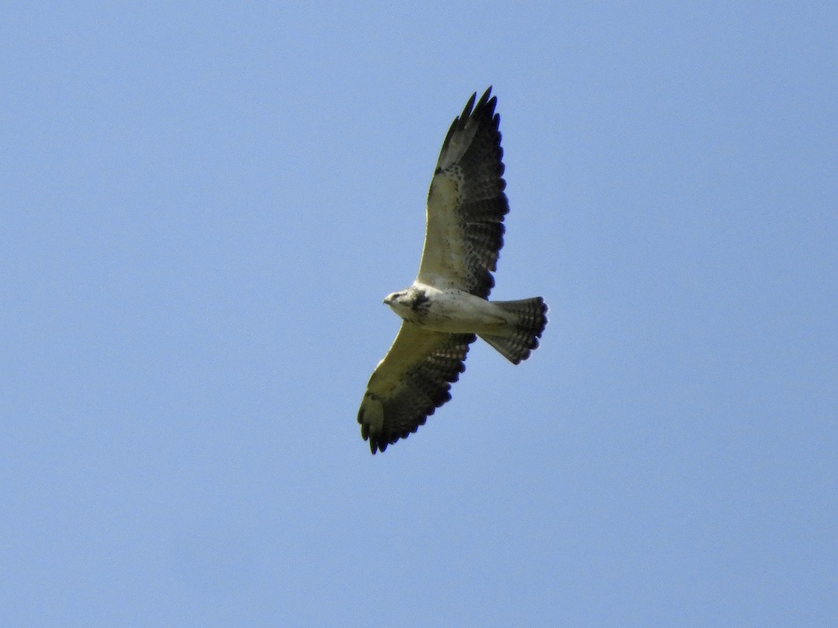 Свенсонов канюк - ML645543597