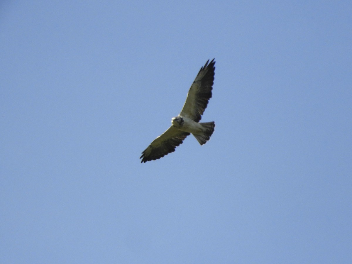 Свенсонов канюк - ML645543598