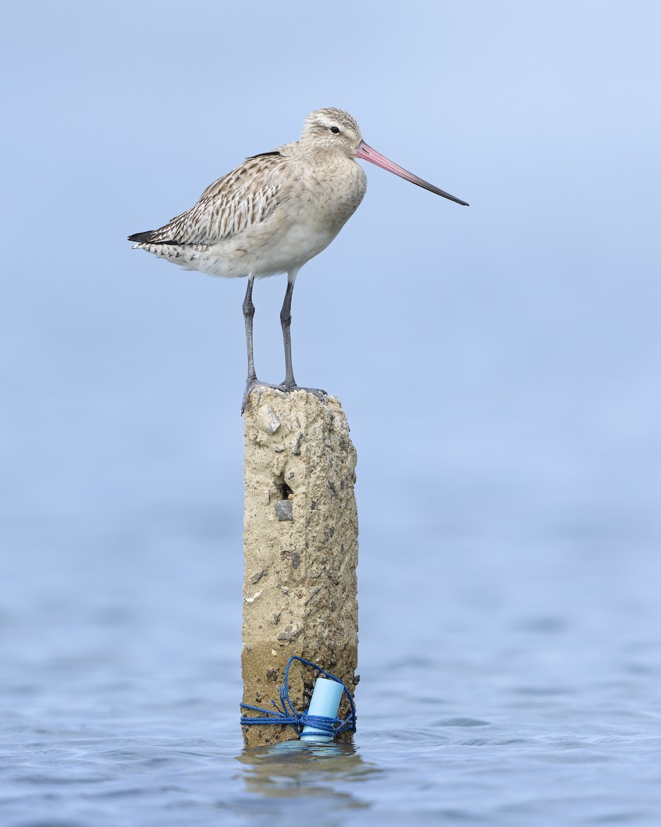 Bar-tailed Godwit - ML645543599