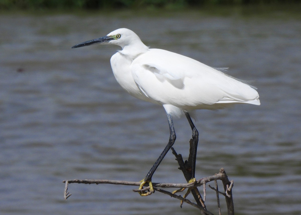 לבנית קטנה - ML645543601