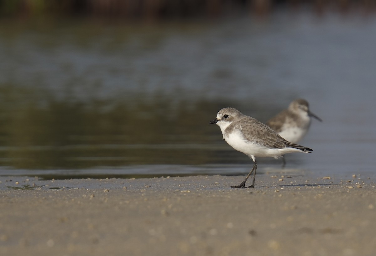 Tibet Cılıbıtı - ML645543604