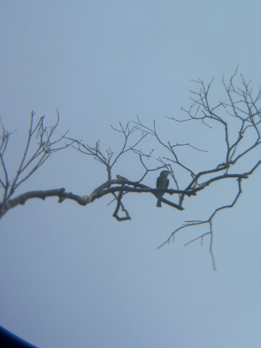 Blue-throated Bee-eater - ML645543606