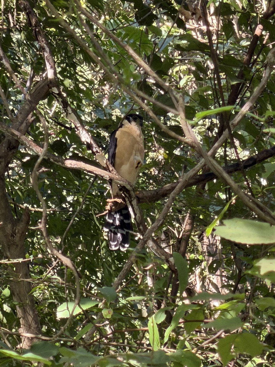 Collared Forest-Falcon - ML645543609