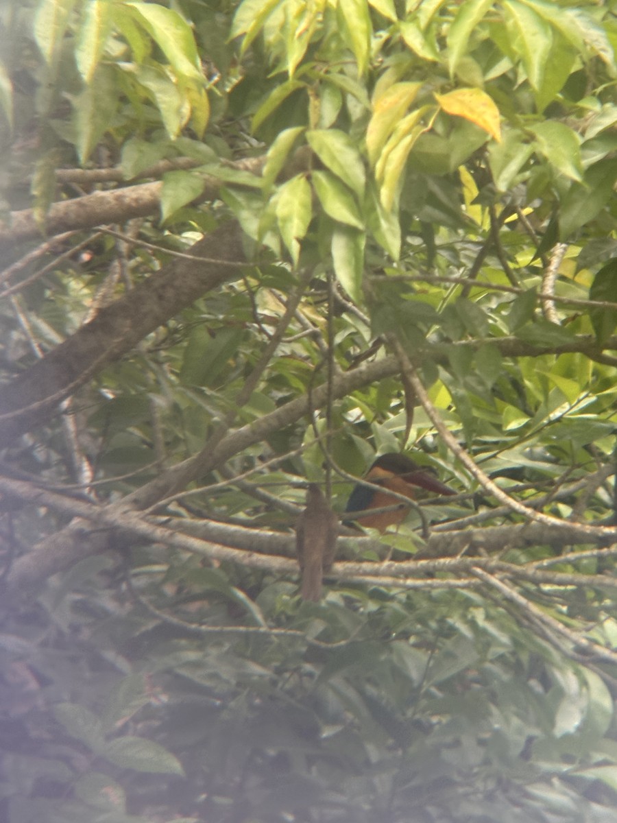 Stork-billed Kingfisher - ML645543618