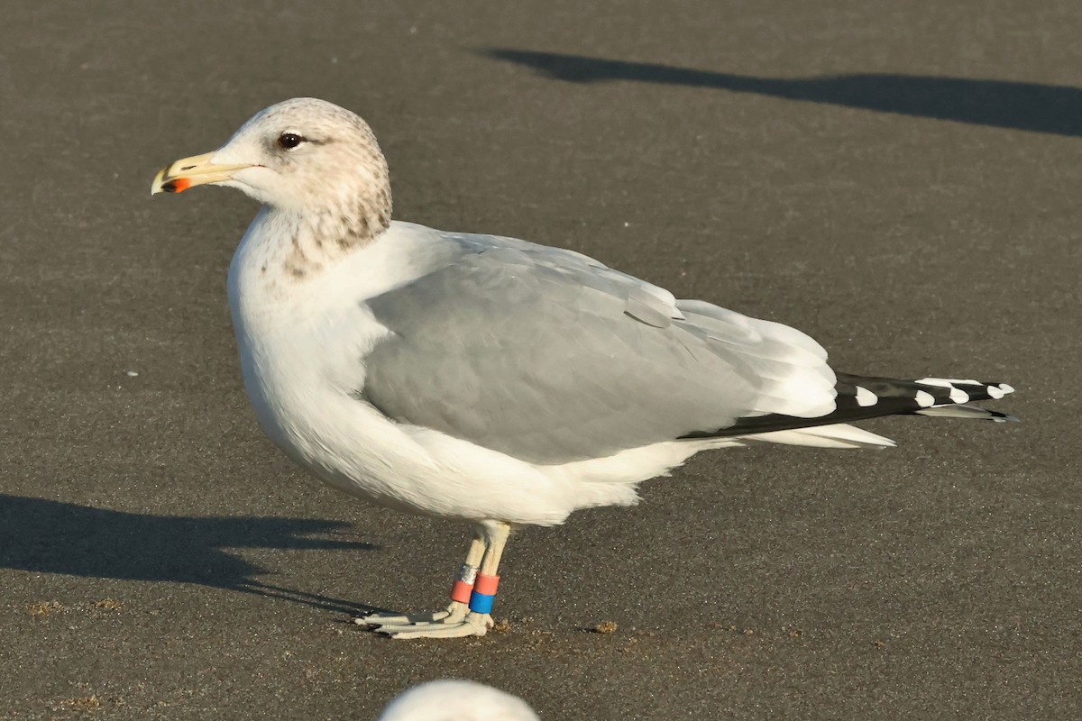 California Gull - ML645543622