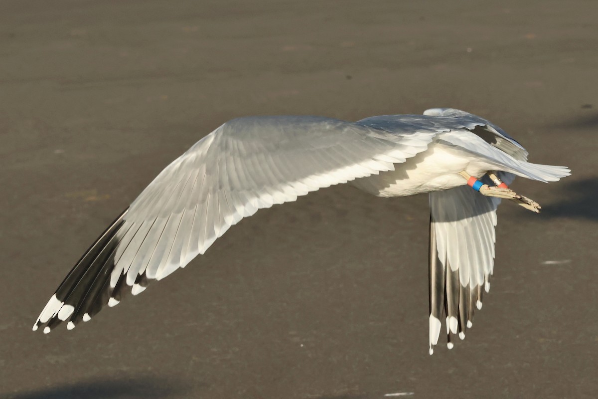 California Gull - ML645543624