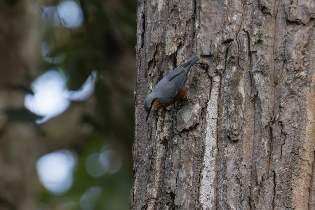 ブルマゴジュウカラ - ML645543625