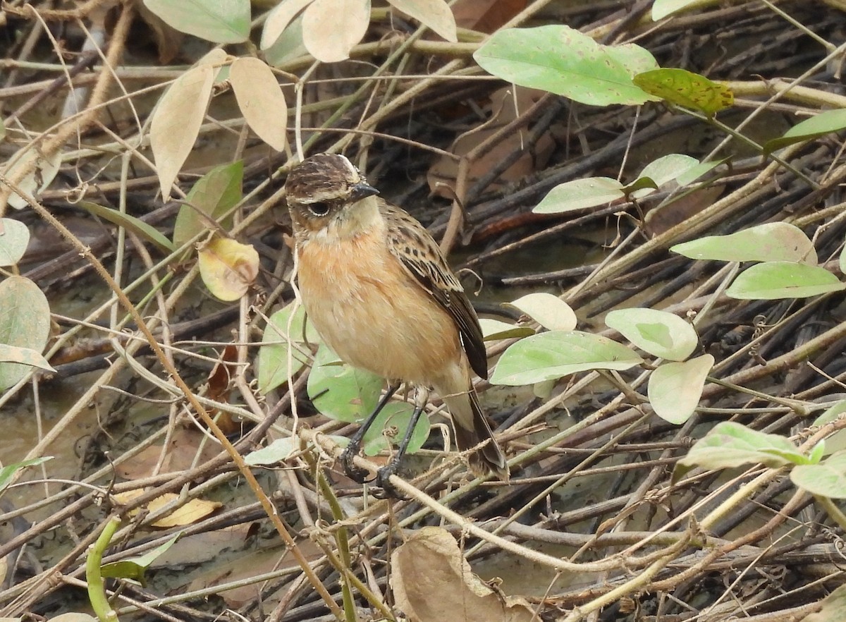 Amur Stonechat - ML645543632